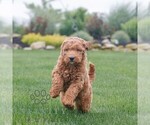 Small #4 Goldendoodle