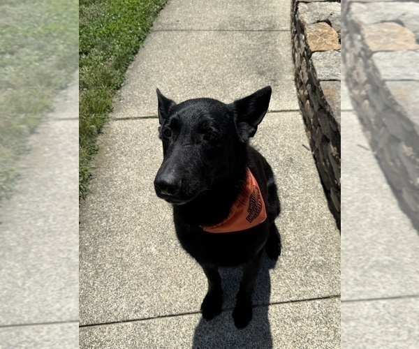 Medium Photo #1 German Shepherd Dog Puppy For Sale in HAMILTON, VA, USA