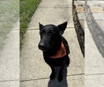 Small Photo #1 German Shepherd Dog Puppy For Sale in HAMILTON, VA, USA