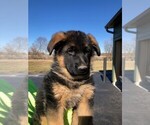 Small Photo #21 German Shepherd Dog Puppy For Sale in SOMERVILLE, OH, USA