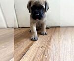 Small #14 Mastiff