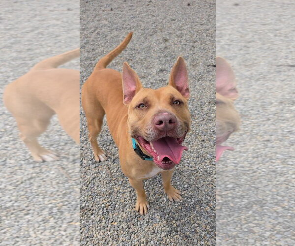 Medium Photo #4 Carolina Dog-Pharaoh Hound Mix Puppy For Sale in Rockaway, NJ, USA