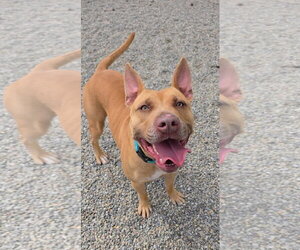 Dodger Lizman - Male Carolina Dog-Pharaoh Hound Mix Dog for Adoption - Photo #4