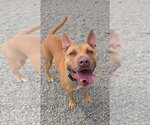 Small #3 Carolina Dog-Pharaoh Hound Mix