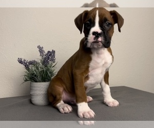 Boxer Puppy for sale in FRANKLIN, IN, USA