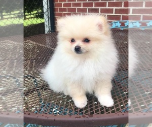 Pomeranian Puppy for sale in DAWSONVILLE, GA, USA