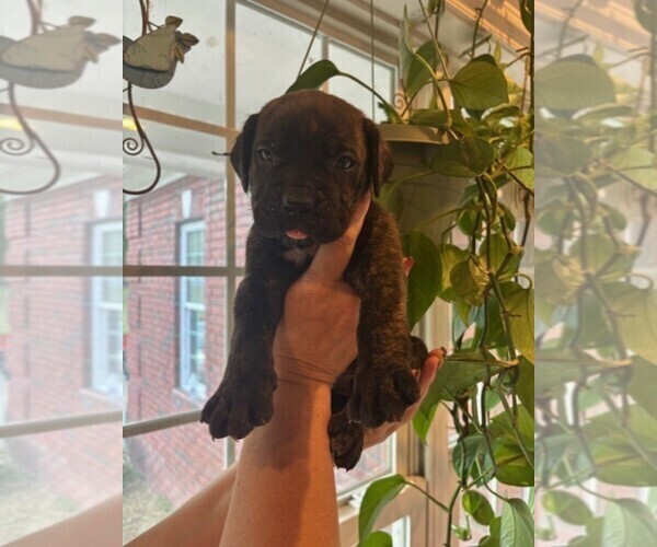 Medium Photo #8 Cane Corso Puppy For Sale in FAYETTEVILLE, NC, USA