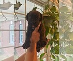 Small #7 Cane Corso