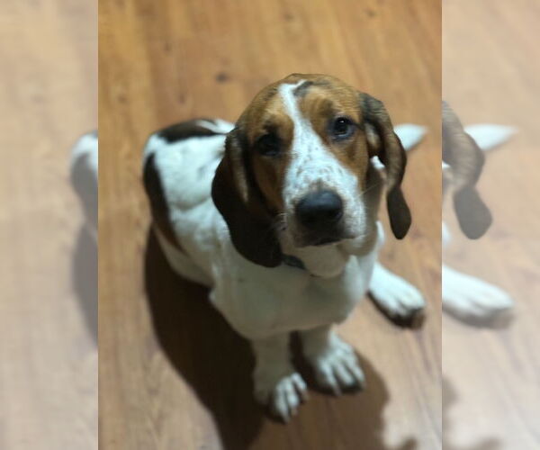 Medium Photo #3 Basset Hound Puppy For Sale in Brookville, OH, USA