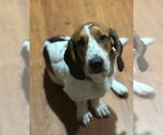 Small #2 Basset Hound