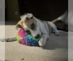 Small Photo #5 Beagle-Unknown Mix Puppy For Sale in Fort Worth, TX, USA
