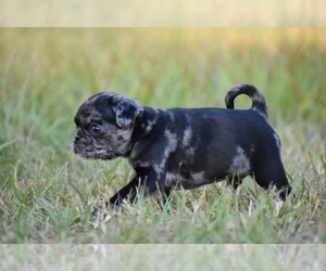 Pug Puppy for sale in PALM COAST, FL, USA