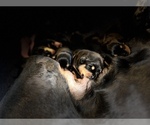 Small Photo #10 Rottweiler Puppy For Sale in PORTLAND, OR, USA