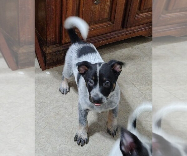 Medium Photo #15 Australian Cattle Dog Puppy For Sale in LAURENS, SC, USA