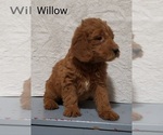 Puppy 2 Labradoodle