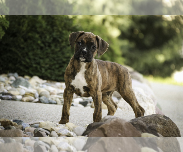 Medium Photo #7 Boxer Puppy For Sale in SHIPSHEWANA, IN, USA