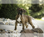 Small #6 Boxer