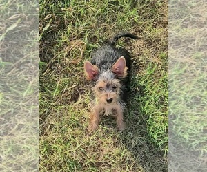Havashire Puppy for sale in CHICKASHA, OK, USA