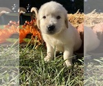 AKC Ready to Go - Male Golden Retriever Puppy for Sale - Photo #5
