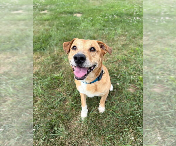 Medium Photo #4 Labrador Retriever-Unknown Mix Puppy For Sale in Pierceton , IN, USA