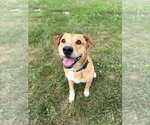 Small #3 Labrador Retriever Mix