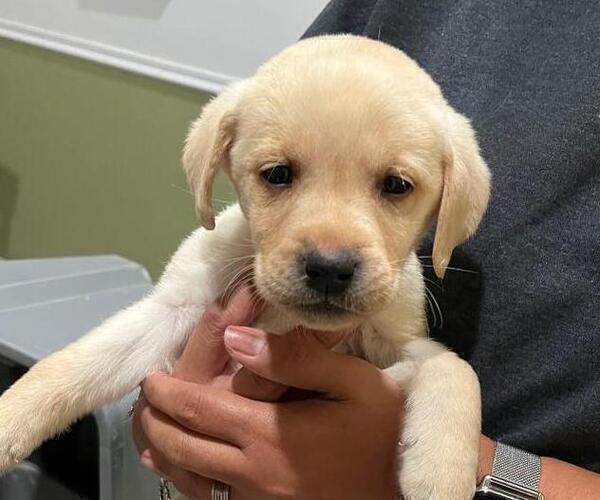 Medium Photo #3 Labrador Retriever Puppy For Sale in RIVERVIEW, FL, USA
