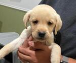 Small Photo #3 Labrador Retriever Puppy For Sale in RIVERVIEW, FL, USA