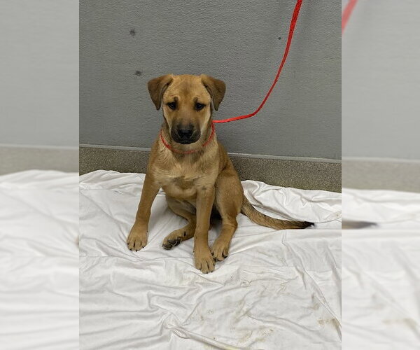 Medium Photo #1 German Shepherd Dog-Unknown Mix Puppy For Sale in Las Vegas, NV, USA