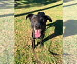 Small Photo #4 Labrador Retriever-Unknown Mix Puppy For Sale in San Diego, CA, USA