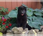 Small #10 Belgian Sheepdog