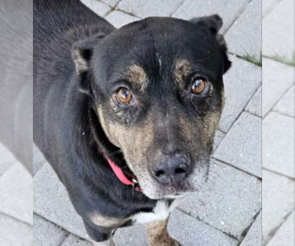 Medium Photo #2 Mutt Puppy For Sale in Fairfax, VA, USA