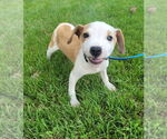 Small #1 Labrador Retriever Mix