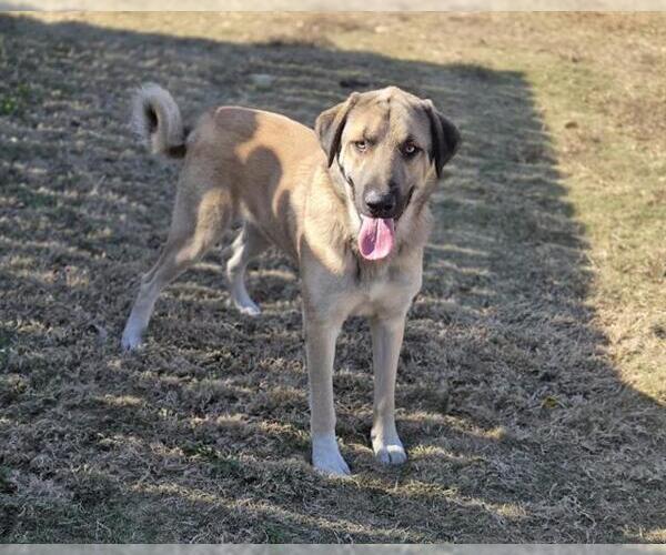 Medium Photo #1 Anatolian Shepherd-Unknown Mix Puppy For Sale in Temple, TX, USA