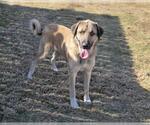 Small Anatolian Shepherd Mix