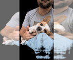 Rocky - Male Jack Chi Dog for Adoption - Small photo