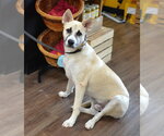 Small #1 German Shepherd Dog Mix