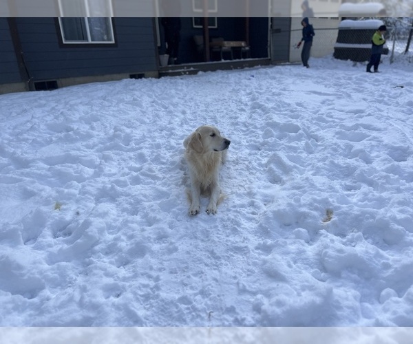 Medium Photo #11 English Cream Golden Retriever Puppy For Sale in WHITE SALMON, WA, USA