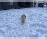 Small #10 English Cream Golden Retriever