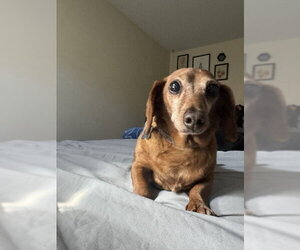 Dachshund Dogs for adoption in Los Angeles, CA, USA