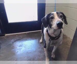 Beagle-Unknown Mix Dogs for adoption in Tulsa, OK, USA