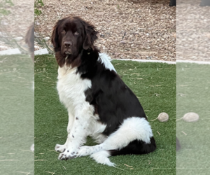 Newfoundland Puppy for sale in LAS VEGAS, NV, USA