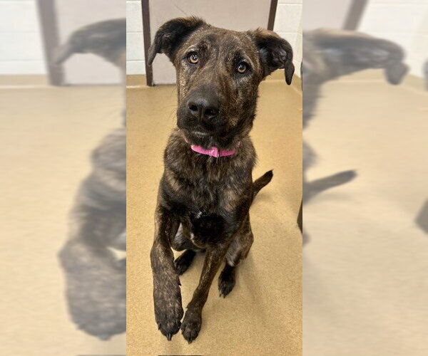 Medium Photo #1 Mutt Puppy For Sale in Derwood, MD, USA