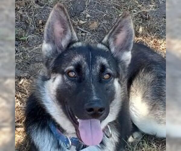 Medium Photo #2 German Shepherd Dog Puppy For Sale in Cupertino, CA, USA