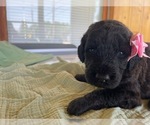 Puppy Wren Poodle (Standard)