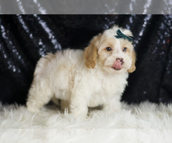 Medium Photo #76 Yorkipoo Puppy For Sale in WARSAW, IN, USA
