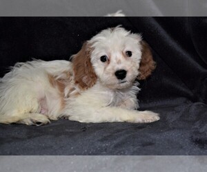 Cavapoo Puppy for sale in BARNESVILLE, KS, USA