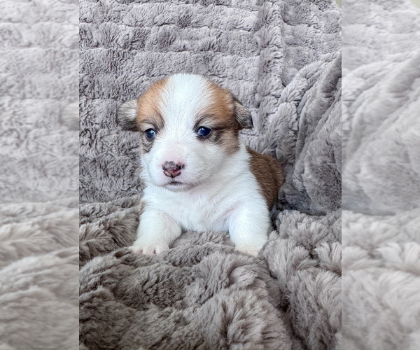 Medium Photo #2 Pembroke Welsh Corgi Puppy For Sale in BAYTOWN, TX, USA