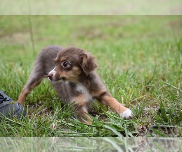 Medium Photo #5 Miniature Australian Shepherd Puppy For Sale in PALM COAST, FL, USA