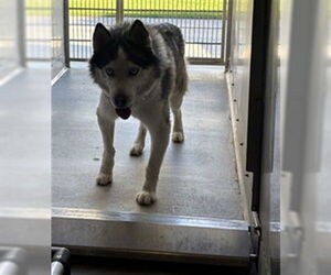 Siberian Husky Dogs for adoption in Camarillo, CA, USA