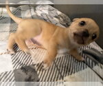 Small #2 Chihuahua Mix